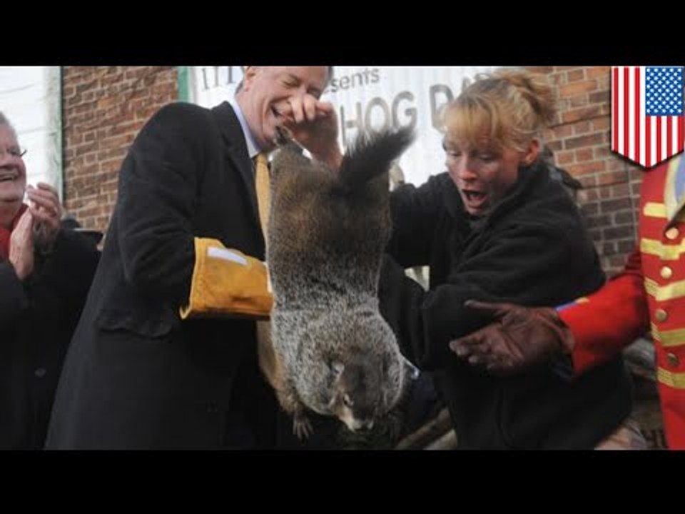 Страшное убийство: Мэр Нью-Йорка погубил сурка!