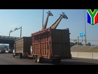 Жираф погиб, ударившись головой о мост