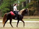 Incredibly classy and smooth Tennessee Walking Horse Gelding