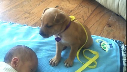 Videos Engraçados: Cachorrinho Adormece Em Cima De Bebé