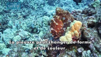Les pouvoirs incroyables de la pieuvre !