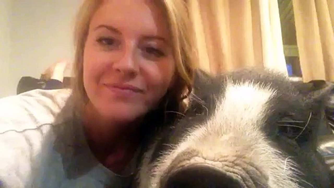 Ce cochon déteste les câlins... Vidéo Dailymotion