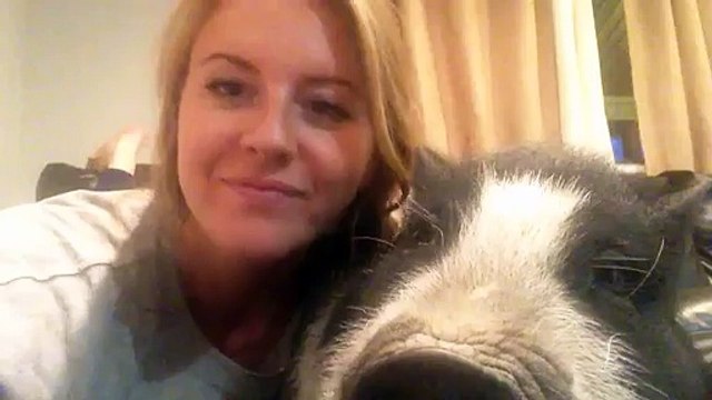 Ce cochon déteste les câlins...