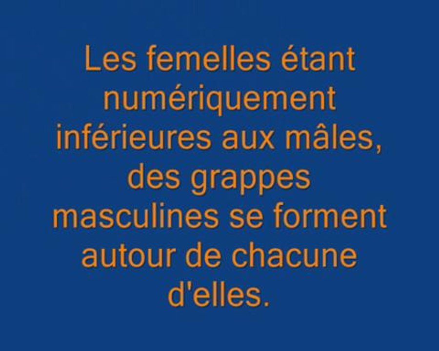 Noces des crapauds communs