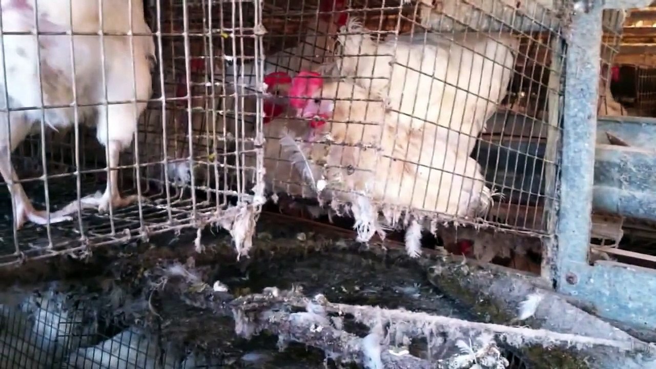 Cage vs. Cage-Free