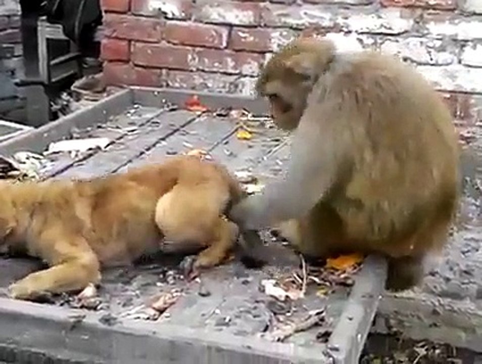 Monkey and Dog....
