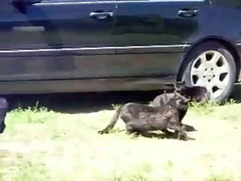 responsible dog breaks the cat fight