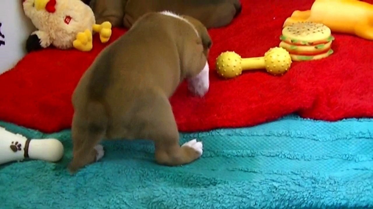 41ème vidéo LUNA de Staffordland