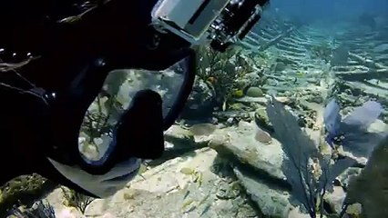 GoPro Directors Cut - Shark Riders