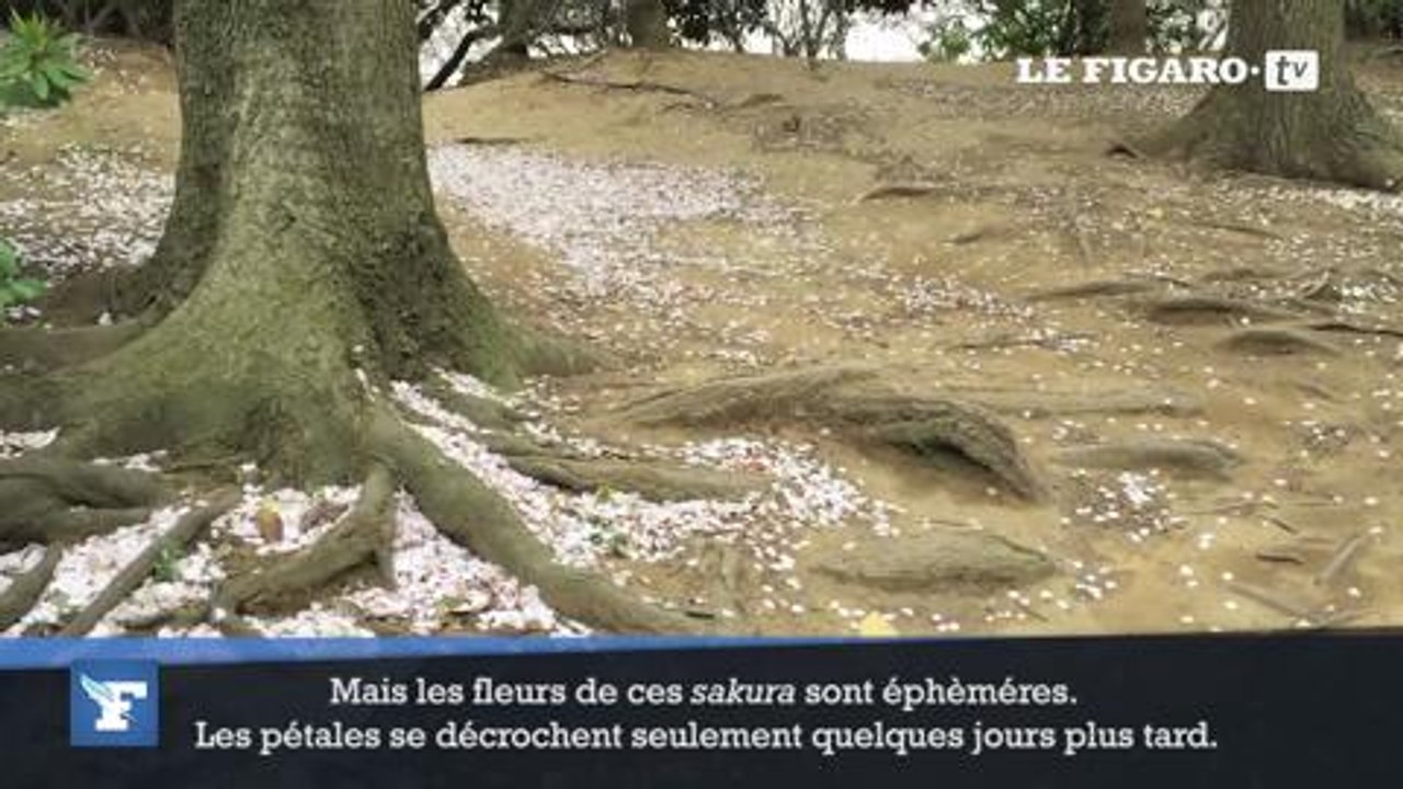Le Japon fête les cerisiers en fleurs