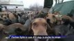 Serbie : un chômeur recueille 450 chiens abandonnés