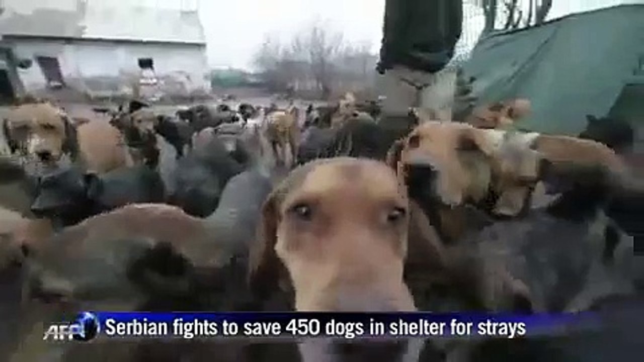 Serbie : un chômeur recueille 450 chiens abandonnés