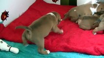 43ème vidéo des chiots de la 19ème portée de Staffordland