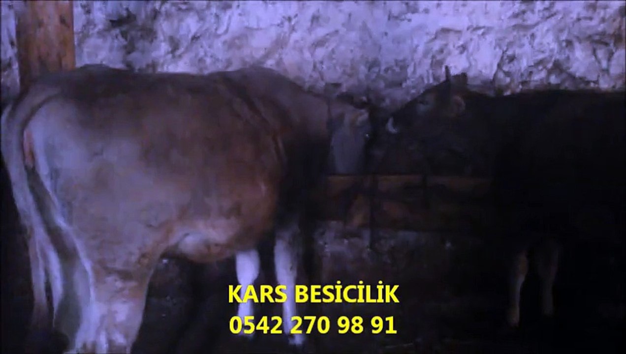 Kars Erkek Buzağılar, Kars Besilik Danalar, Kars Kurbanlık Danalar, Kars Kurbanlık Düveler, Kars Kurbanlık İnekler