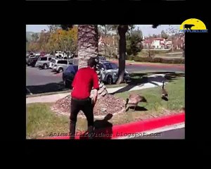 Best Funny Animal Attacks- Wins & Fails Compilation 2015