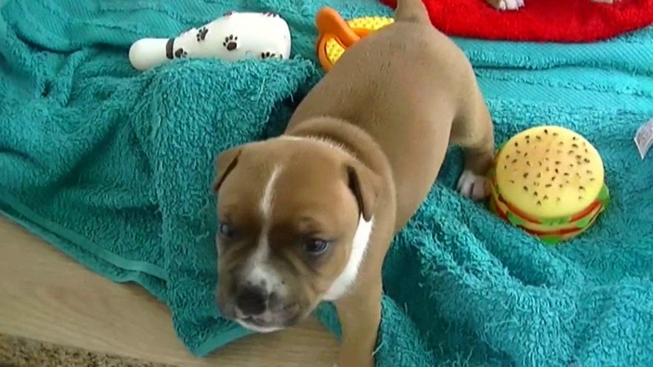 44ème vidéo des chiots de la 19ème portée de Staffordland
