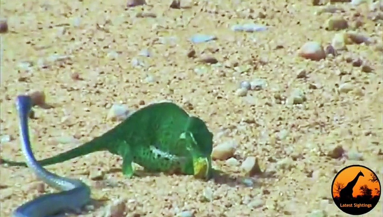 Boomslang Snake vs Chameleon Latest video Dailymotion