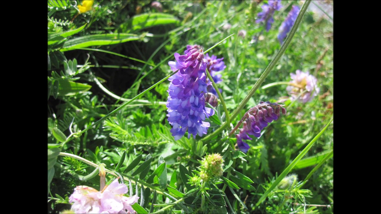 Le BURREN 2014