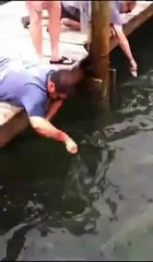 Как правильно кормить рыбу