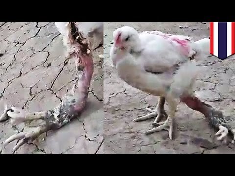 Si pensaban que lo habían visto todo… les presentamos un pollo con cuatro piernas