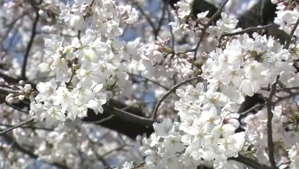 サイエンスZERO「ソメイヨシノの起源に迫る」 (2015.4.5)