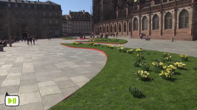 Mille narcisses place du château à Strasbourg
