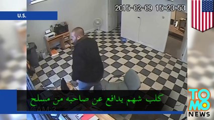 ثور كلب البيتبول المهجن يدافع عن صاحبه بشهامة