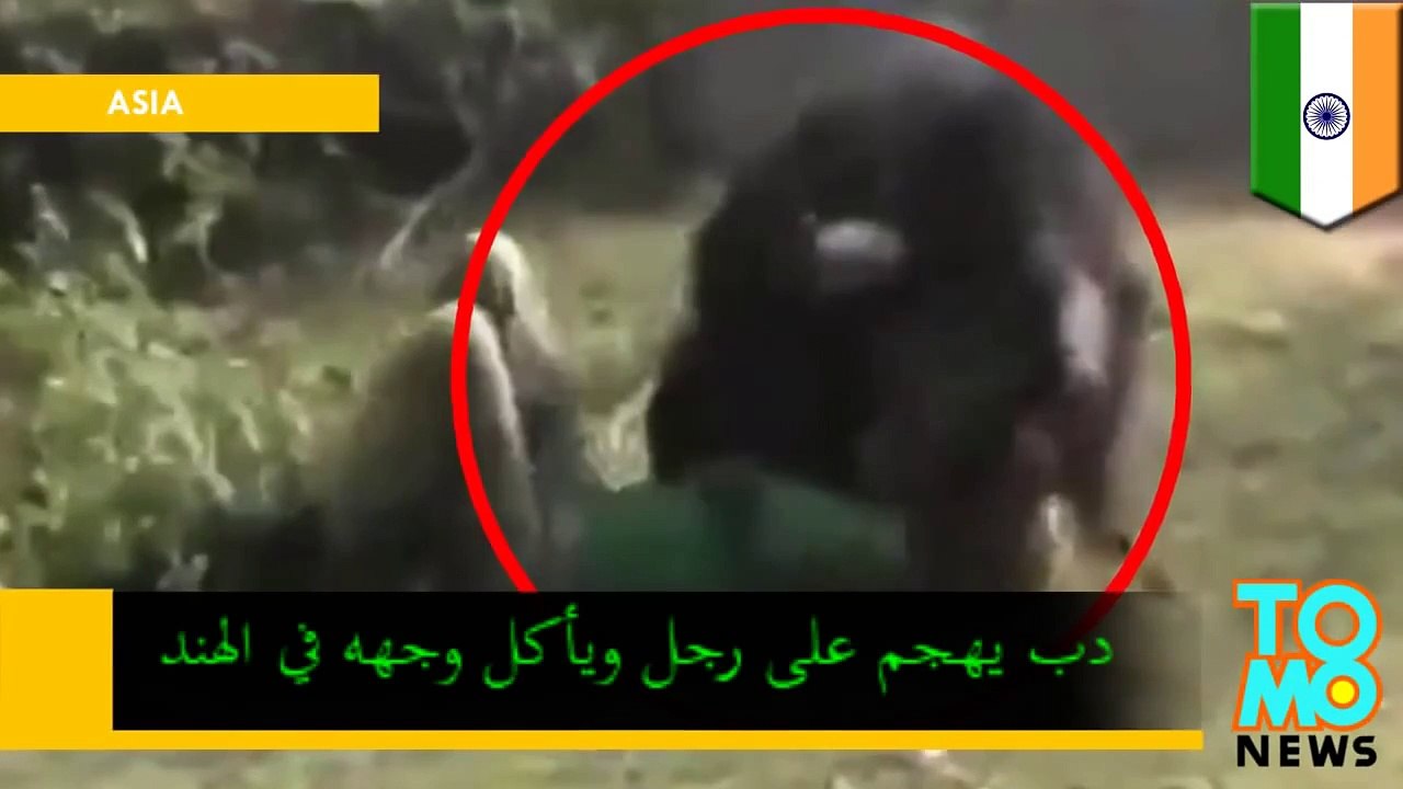 دب ضخم يقتل رجلاً ويأكل وجهه في الهند