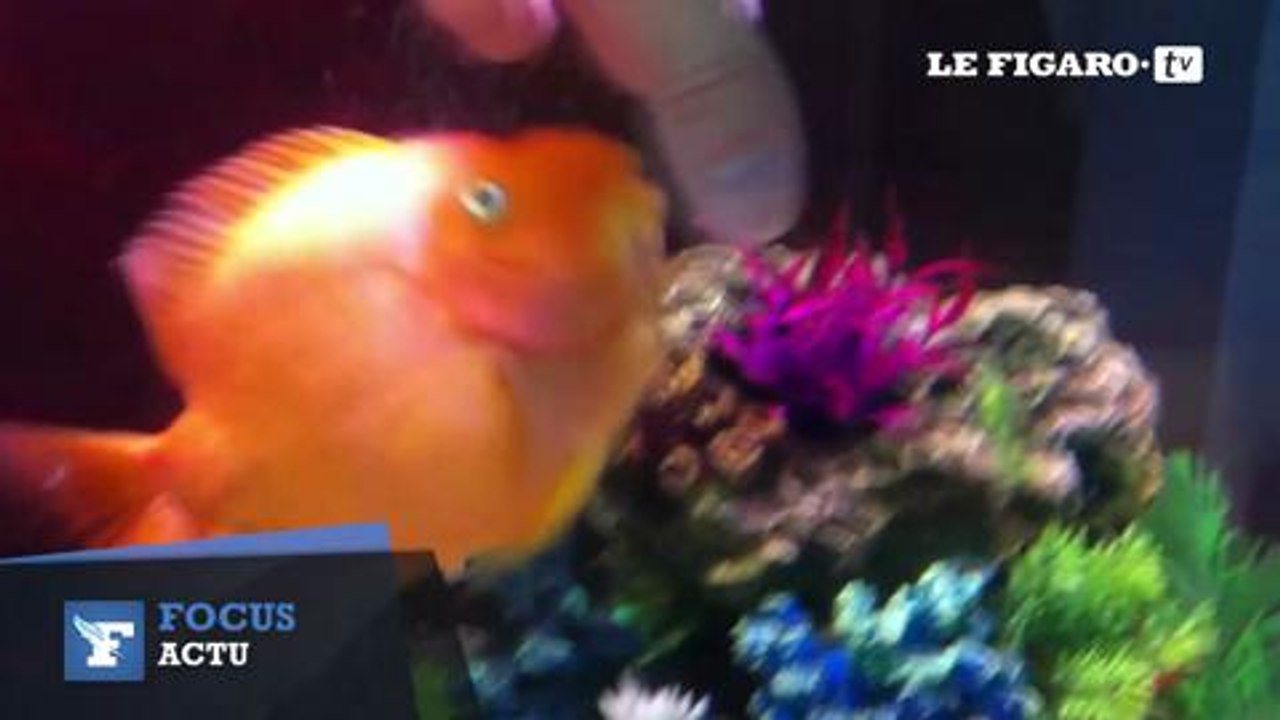 Un poisson qui aime se faire masser