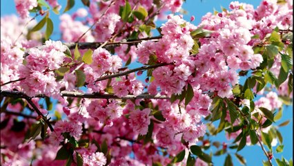 David Lanz - Return To The Heart