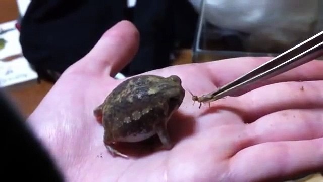 Feeding the cutest frog in the world - Desert rain frog