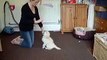 Mini Labradoodle Puppy Training