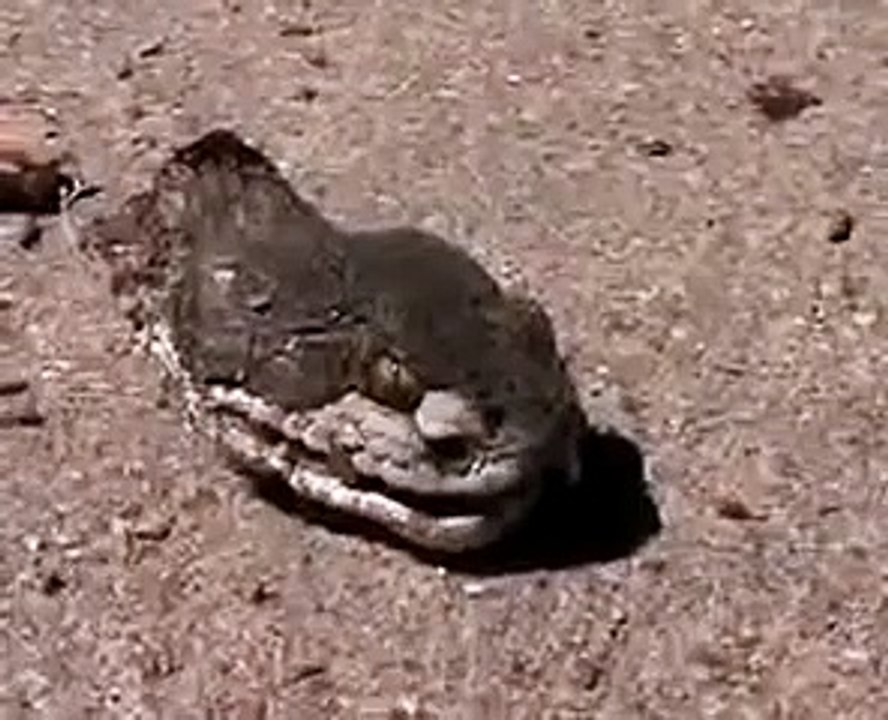 SNAKE HEAD STILL ALIVE!