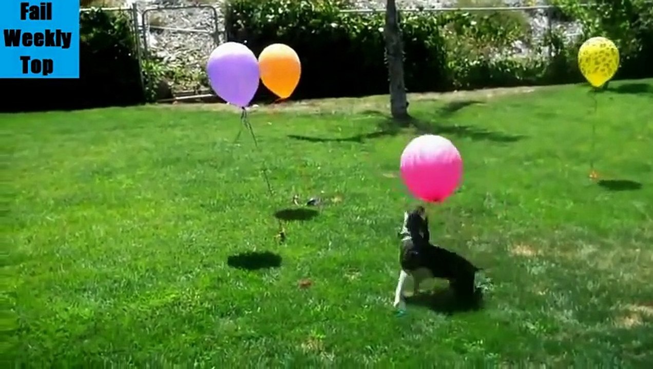 TOP Funny Animals Compilation 2014 (New)