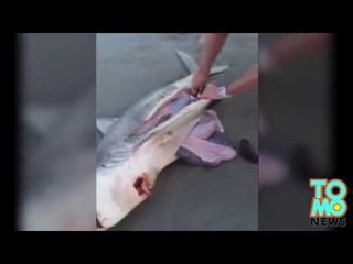 VIDEO: Patay na pating, nanganak ng tatlong baby sharks sa South Africa!