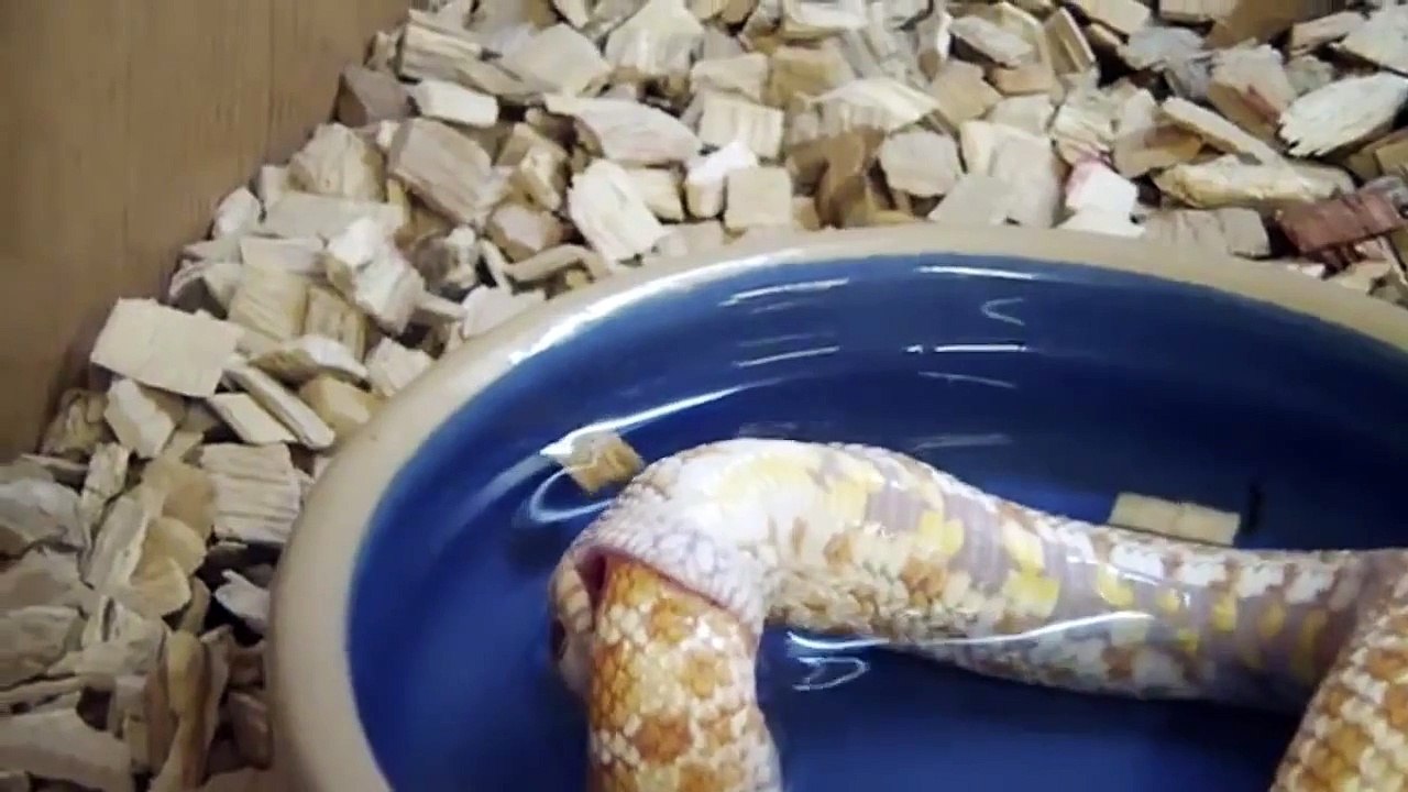 Un Serpent Mange sa Propre Queue