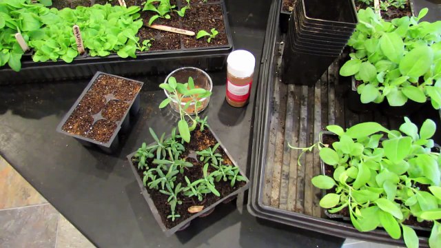 60 Seconds or Sow: Preventing Seedling 'Damping Off' Disease Using Cinnamon - The Rusted Garden 2013