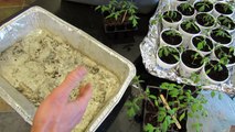 60 Seconds or Sow: How to Use Foil Trays for Easy Garden Plant Management - The Rusted Garden 2013