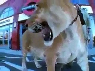 OMG!! Liger_ Biggest Lion of the World - Father is Lion _ Mother is Tiger