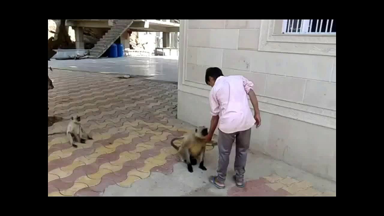 OMG!! Monkey Slap