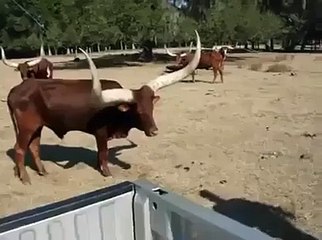 OMG!! Rare Bull - Amazing