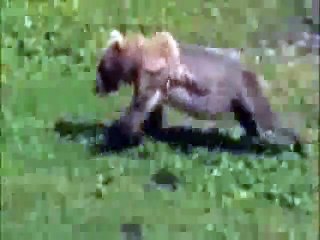 OMG!!! Bear Got Cardiac Arrest - Captured on Camera