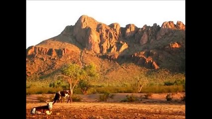 "Cattle Call" - Eddie Arnold (yodelling for cows!)