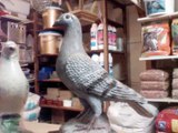 racing pigeon guvercin/posta/pigeon//taube/ eskisehir yariskusu