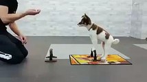 Mira cómo este perro hace ejercicios con su dueño y se vuelve viral