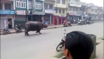 OMG!!! Rampaging RHINO Chasing People On Streets In Nepal