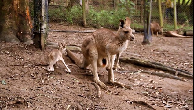 Baby kangaroo joey jumps in pouch! - Currumbin Wildlife Sanctuary