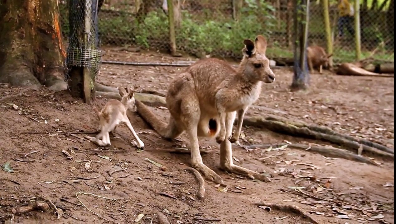 Baby kangaroo joey jumps in pouch! - Currumbin Wildlife Sanctuary