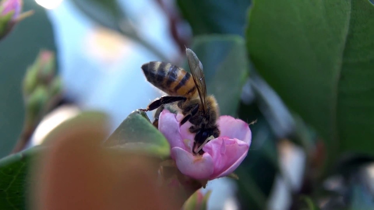 The Bugs In California