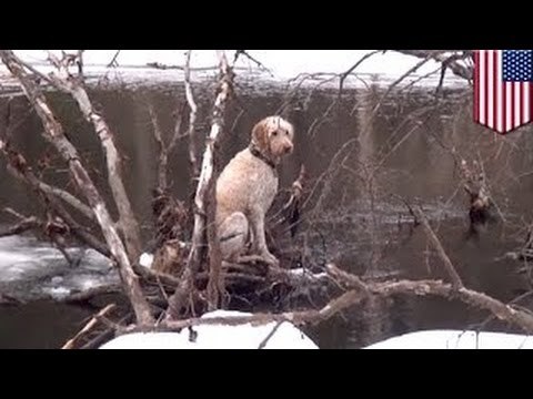 Пожарные спасли собаку из ледяной ловушки